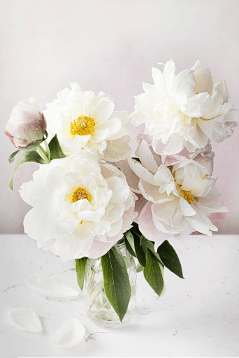 White peony flowers